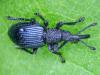 Ceratapion onopordi